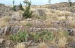 Preview photo Opuntia megapotamica