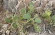 Preview photo Opuntia megapotamica