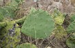 Anteprima di Opuntia megapotamica