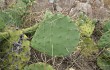 Preview photo Opuntia megapotamica