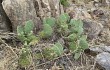 Preview photo Opuntia megapotamica