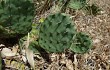 Preview photo Opuntia megapotamica