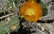 Preview photo Opuntia megapotamica
