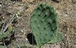 Preview photo Opuntia megapotamica