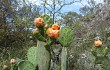 Preview photo Opuntia megapotamica