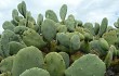 Preview photo Opuntia quimilo