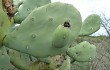 Preview photo Opuntia quimilo