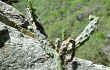 Preview photo Brasiliopuntia schickendantzii