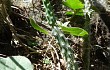 Preview photo Brasiliopuntia schickendantzii