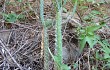 Anteprima di Brasiliopuntia schickendantzii