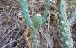 Preview photo Brasiliopuntia schickendantzii