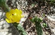 Preview photo Brasiliopuntia schickendantzii