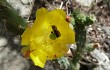 Preview photo Brasiliopuntia schickendantzii