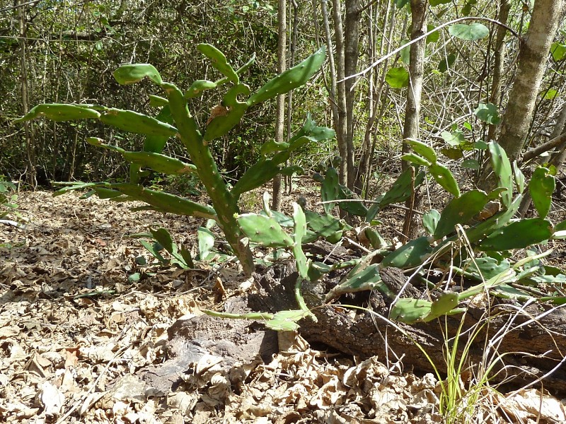 Photograph Opuntia stenarthra in habitat