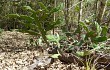 Anteprima di Opuntia stenarthra