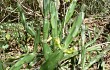 Preview photo Opuntia stenarthra