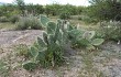 Preview photo Opuntia sulphurea