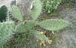 Preview photo Opuntia sulphurea