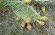 Anteprima di Opuntia sulphurea