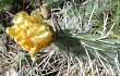 Preview photo Opuntia sulphurea