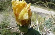 Preview photo Opuntia sulphurea