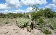 Vista previa de Opuntia sulphurea