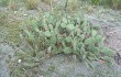 Anteprima di Opuntia sulphurea