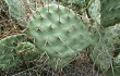 Preview photo Opuntia sulphurea