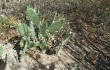 Anteprima di Opuntia sulphurea