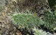 Preview photo Opuntia sulphurea