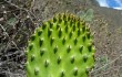 Preview photo Opuntia sulphurea