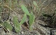 Preview photo Opuntia sulphurea