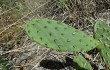 Preview photo Opuntia sulphurea