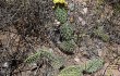 Anteprima di Opuntia sulphurea