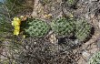 Anteprima di Opuntia sulphurea