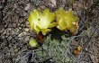 Anteprima di Opuntia sulphurea