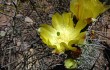 Preview photo Opuntia sulphurea