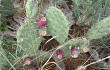 Anteprima di Opuntia sulphurea