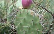 Preview photo Opuntia sulphurea