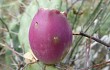 Preview photo Opuntia sulphurea