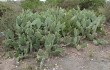 Anteprima di Opuntia sulphurea