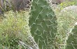 Preview photo Opuntia sulphurea