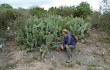 Preview photo Opuntia sulphurea