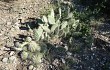 Preview photo Opuntia sulphurea