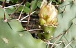 Anteprima di Opuntia sulphurea