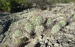 Preview photo Opuntia sulphurea