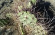 Preview photo Opuntia sulphurea