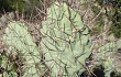 Preview photo Opuntia sulphurea