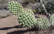 Vista previa de Opuntia sulphurea