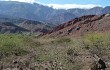 Vista previa de Opuntia sulphurea